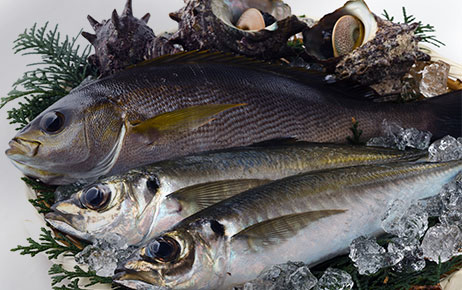 鮮魚素材